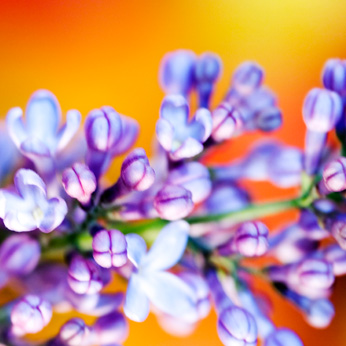 Cornish Gardeners - gardening image